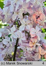 Syringa vulgaris Vauban