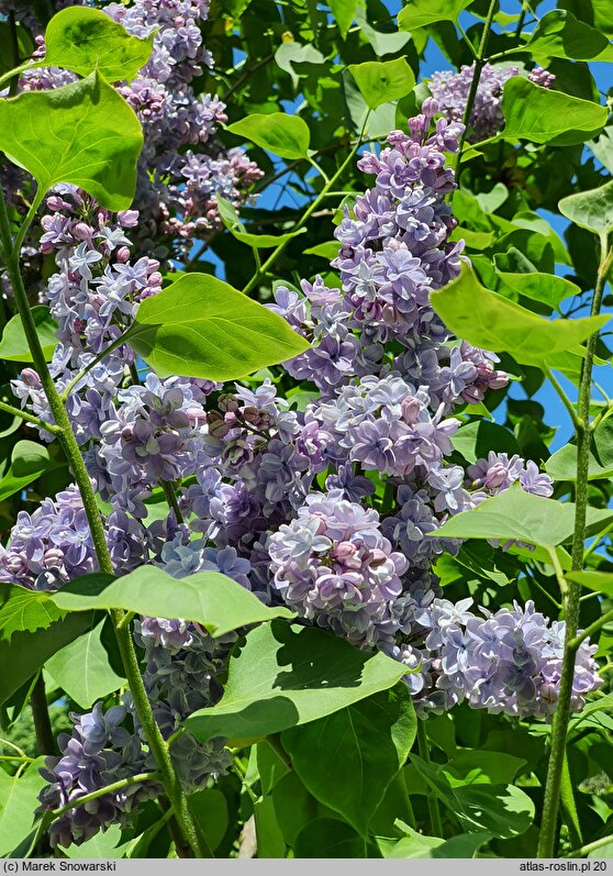 Syringa vulgaris Ami Schott