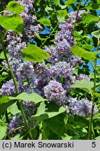 Syringa vulgaris Ami Schott