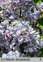 Syringa vulgaris Ami Schott