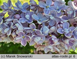 Syringa vulgaris Ami Schott