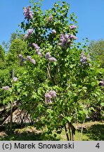 Syringa vulgaris Ami Schott