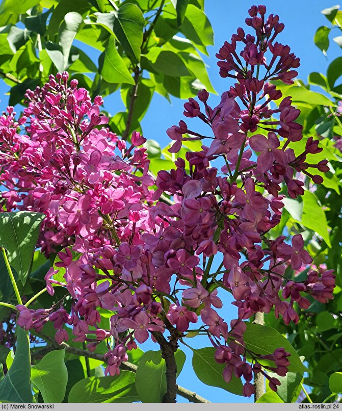 Syringa vulgaris Chmurka