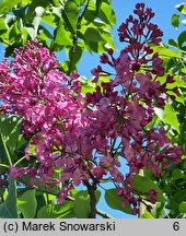 Syringa vulgaris Chmurka