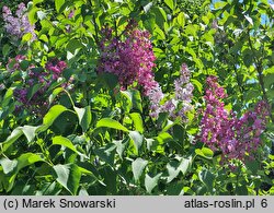 Syringa vulgaris Chmurka