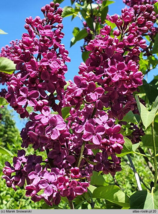 Syringa vulgaris Ruhm von Horstenstein