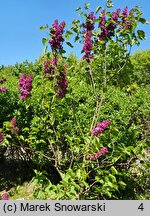 Syringa vulgaris Ruhm von Horstenstein