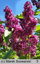 Syringa vulgaris Mrs. Edward Harding