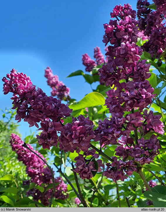 Syringa vulgaris Mrs. Edward Harding