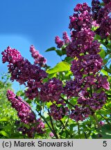 Syringa vulgaris Mrs. Edward Harding