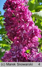 Syringa vulgaris Mrs. Edward Harding