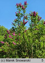 Syringa vulgaris Mrs. Edward Harding