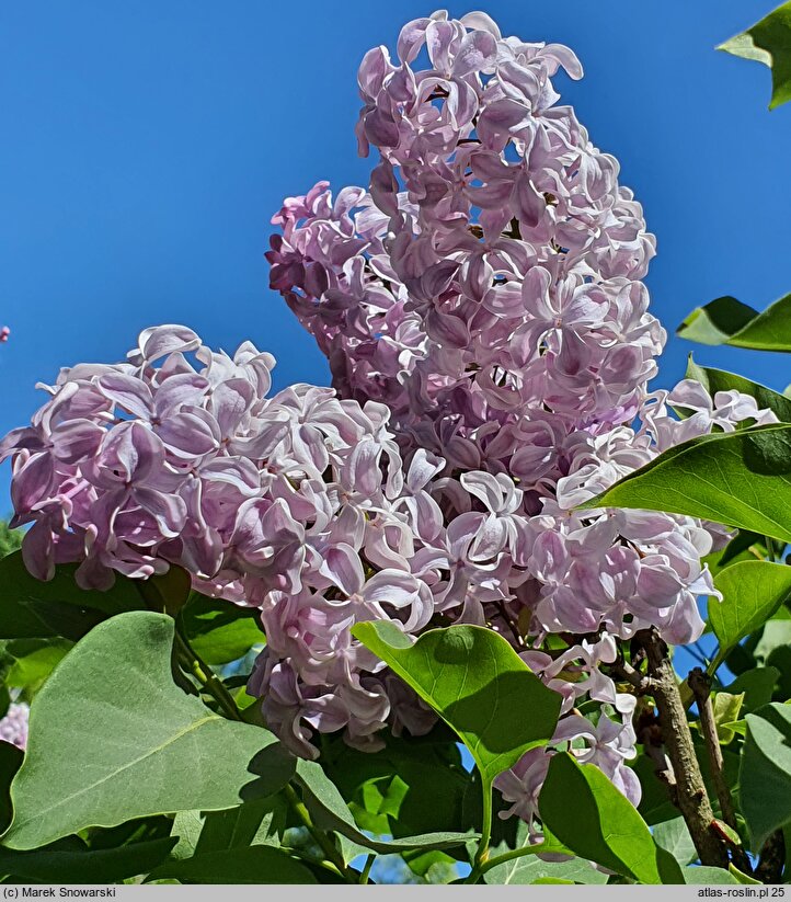 Syringa vulgaris Buffon