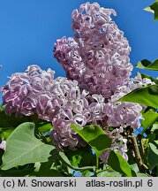 Syringa vulgaris Buffon