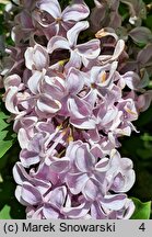 Syringa vulgaris Buffon