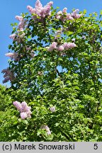 Syringa vulgaris Buffon