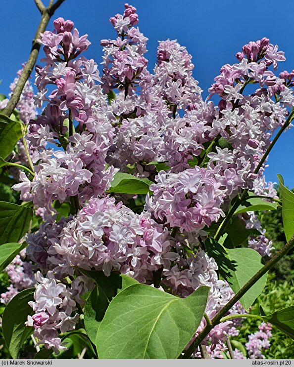 Syringa vulgaris Maxime Cornu