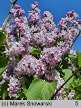 Syringa vulgaris Maxime Cornu