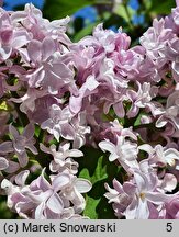 Syringa vulgaris Maxime Cornu