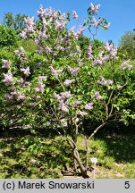 Syringa vulgaris Maxime Cornu