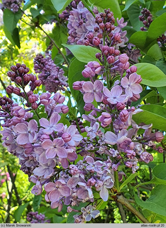 Syringa vulgaris Hugo Koster