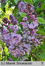 Syringa vulgaris Hugo Koster