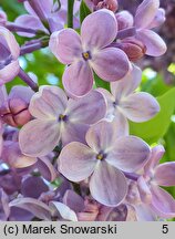 Syringa vulgaris Hugo Koster