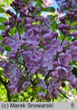 Syringa vulgaris Hugo Koster