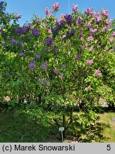 Syringa vulgaris Hugo Koster