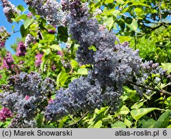 Syringa vulgaris Aucubaefolia