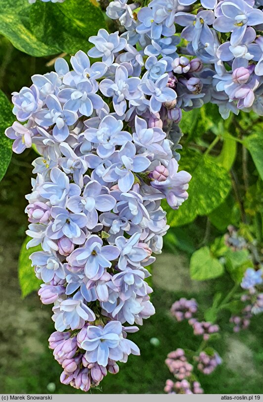 Syringa vulgaris Aucubaefolia