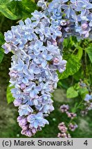 Syringa vulgaris Aucubaefolia