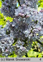 Syringa vulgaris Aucubaefolia