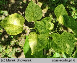 Syringa vulgaris Aucubaefolia