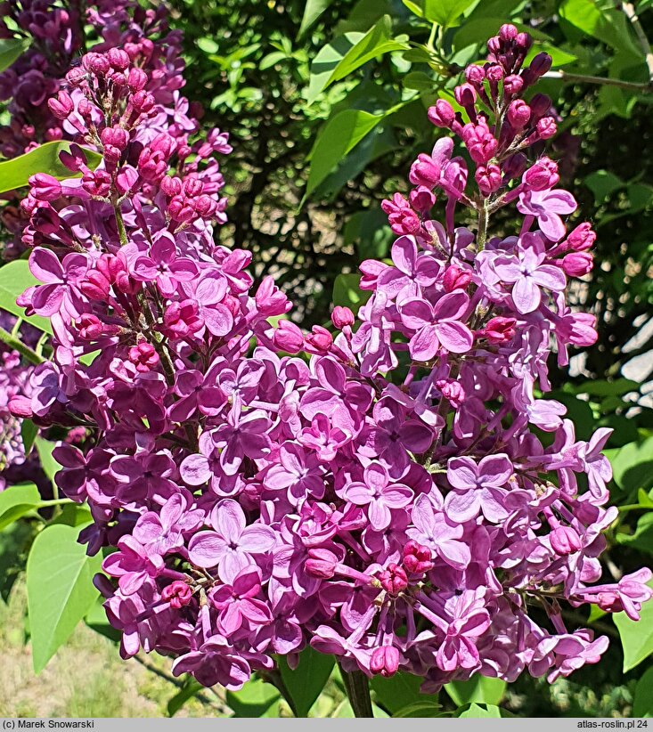 Syringa vulgaris Kapitan Teliga