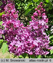 Syringa vulgaris Kapitan Teliga