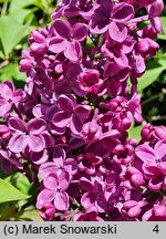 Syringa vulgaris Kapitan Teliga