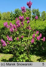 Syringa vulgaris Kapitan Teliga