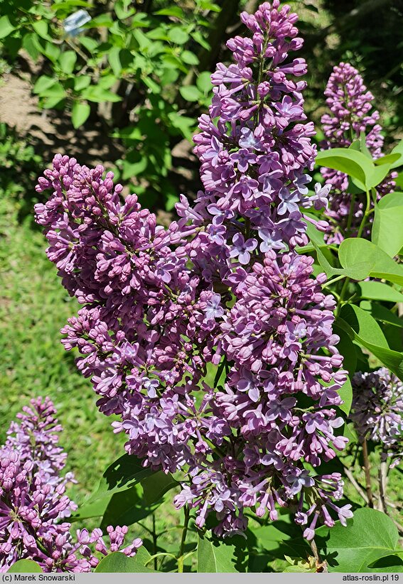 Syringa vulgaris Charles X