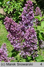 Syringa vulgaris Charles X