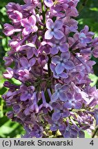 Syringa vulgaris Charles X