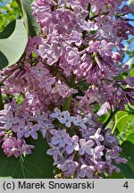 Syringa vulgaris Charles X