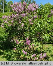 Syringa vulgaris Charles X