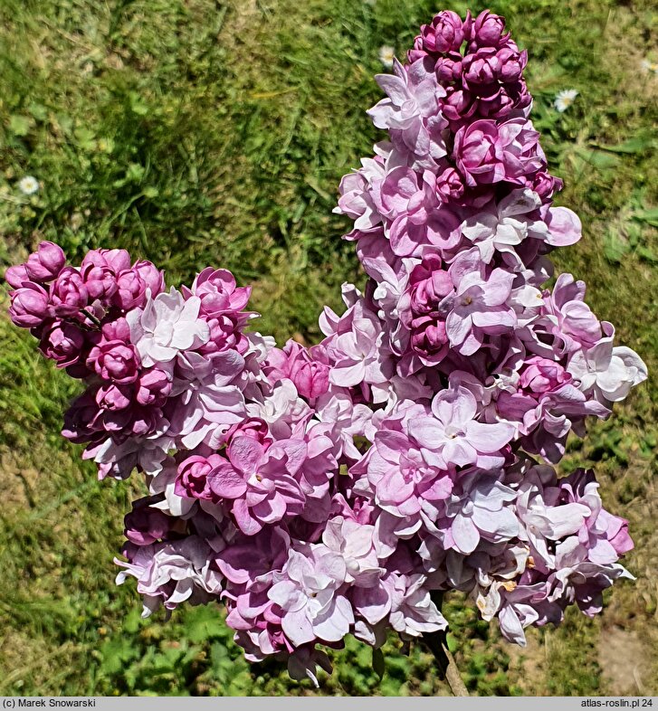 Syringa vulgaris Katherine Havemeyer