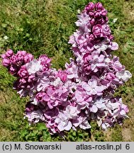 Syringa vulgaris Katherine Havemeyer