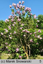 Syringa vulgaris Katherine Havemeyer