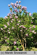 Syringa vulgaris Katherine Havemeyer