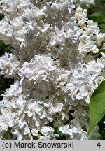 Syringa vulgaris Edith Cavell