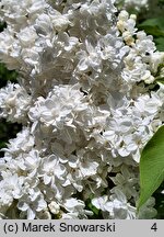 Syringa vulgaris Edith Cavell