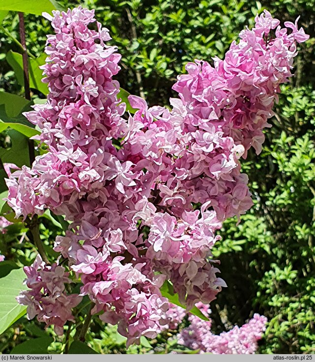 Syringa vulgaris Olimpiada Kolesnikova